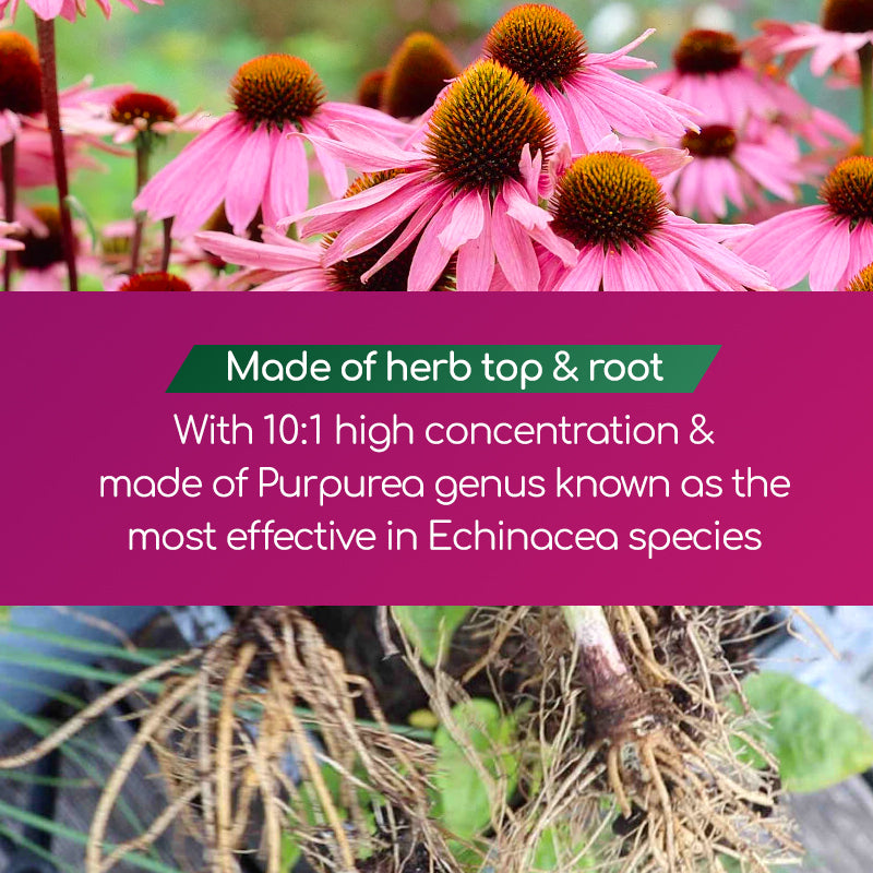 
                  
                    Echinacea | Herb Purpurea 5500
                  
                